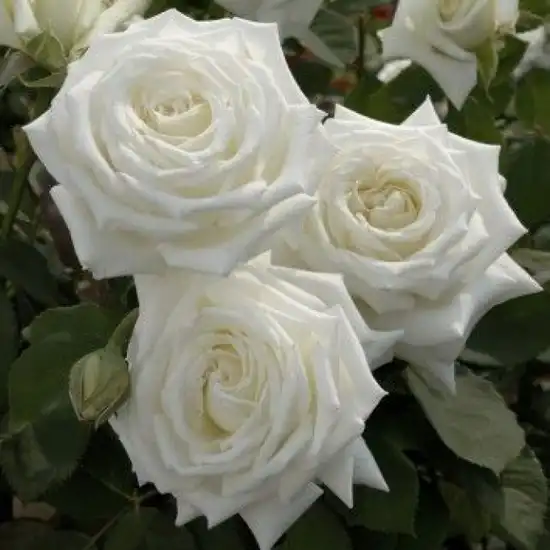 - - Trandafiri - Metropolitan ® - 